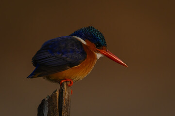 Malachite kingfisher stares down on marker pole