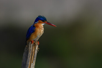 Malachite kingfisher stares down from leaning post