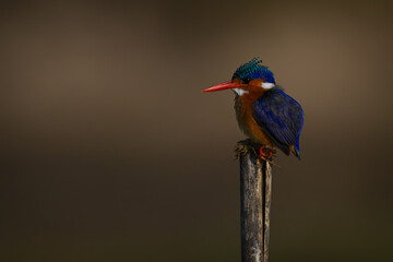 Malachite kingfisher staring ahead from cracked post