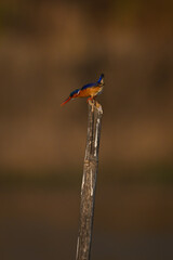 Malachite kingfisher stares down from split post