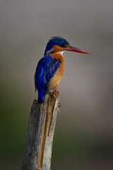 Malachite kingfisher stares away from leaning post