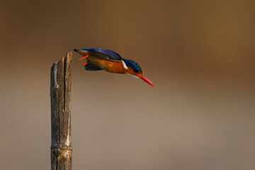 Malachite kingfisher takes off from split post