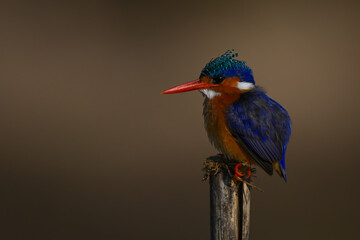 Malachite kingfisher stares ahead from cracked post