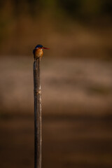 Malachite kingfisher staring right on bamboo post