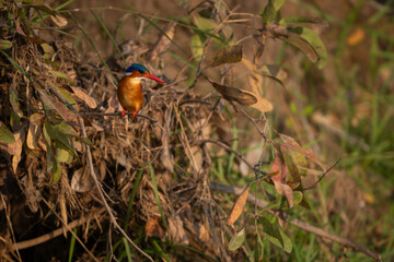 Malachite kingfisher stares down from leafy bush