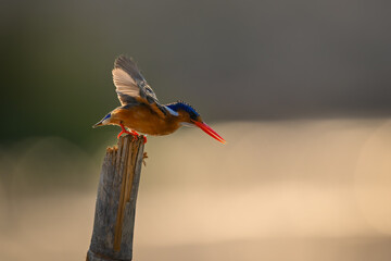 Malachite kingfisher takes off from bamboo pole