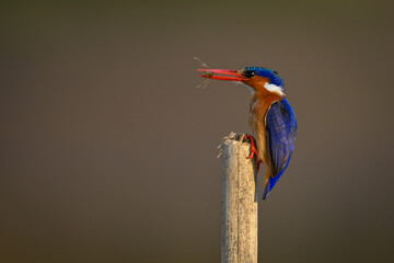 Malachite kingfisher stands on post carrying insect