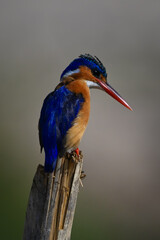 Malachite kingfisher stares down from tilting post
