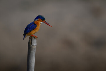 Malachite kingfisher staring down on marker post