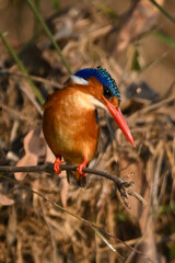 Malachite kingfisher staring down from thin twig