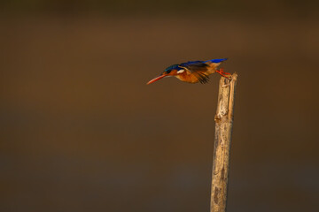 Malachite kingfisher takes off from leaning post