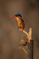 Malachite kingfisher staring from peeling marker post