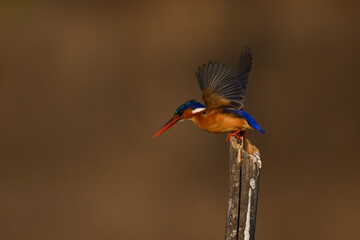 Malachite kingfisher takes off from wooden post