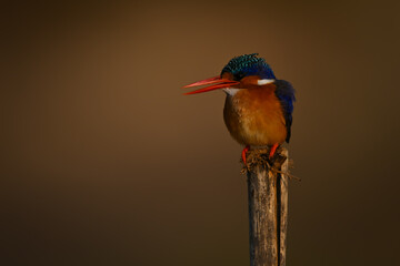 Malachite kingfisher opens bill on bamboo post