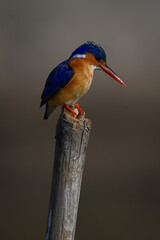 Malachite kingfisher staring down from marker post
