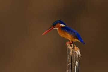 Malachite kingfisher stares down from wooden post