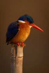 Malachite kingfisher stares down from worn post