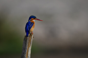 Malachite kingfisher stares out from leaning post