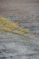 Fallow field