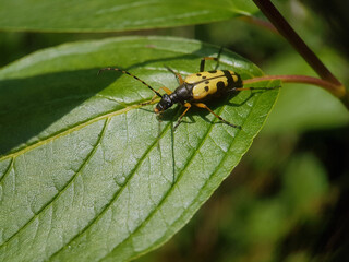 Naklejka premium long horned yellow beetle summer garden