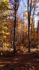 Obraz premium Autumn forest scene