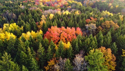 Vibrant Autumn Colors Over Lush Forest Canopy in Aerial View