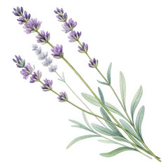 Naklejka premium Delicate lavender stems with soft purple blooms and green leaves transparent background