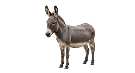 Obraz premium Donkey standing upright on white background 