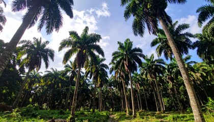 Obraz premium Lush Green Palm Trees Towering Towards Bright Blue Sky in Nature