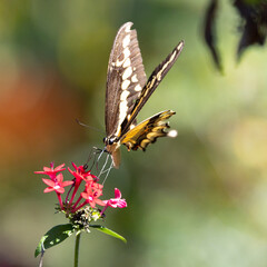 A yellow and black Swallowtail butterfly feeding on beautiful red and pink flowers in the garden in California.  