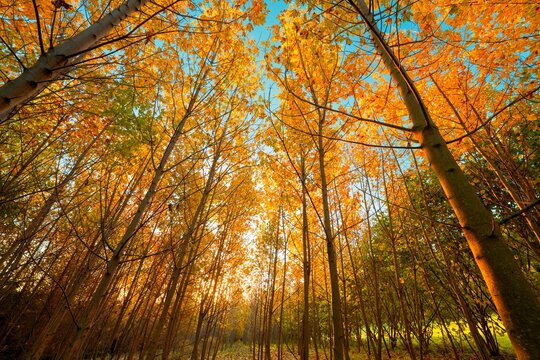 Goldener Herbstwald &ndash; Blick nach oben durch das Bl&auml;tterdach