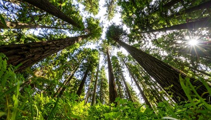 Fototapeta premium Lush forest canopy