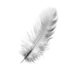 Single, pristine white feather against white background