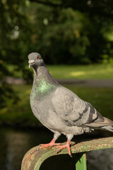 macro photo of a gray-green pigeon on a metal fence