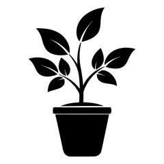 plant in pot