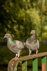 portrait of two gray-green pigeons on a green nature background
