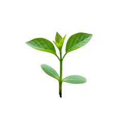 Fototapeta premium Young green plant growing with healthy leaves detailed close up studio shot transparent background