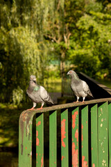 A pair of gray-green pigeons sits on a green metal fence on a blurred background of nature in the park
