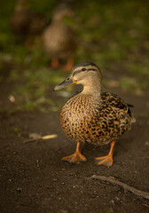 wild duck standing on the ground on a blurred nature background, portrait of a duck