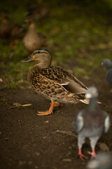 portrait of a wild duck surrounded by pigeons
