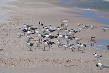 Group of seagulls on the beach