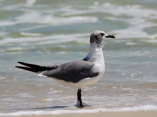 seagull on the beach