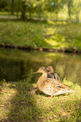 A pair of wild ducks basking in the sun by the river, beautiful wildlife