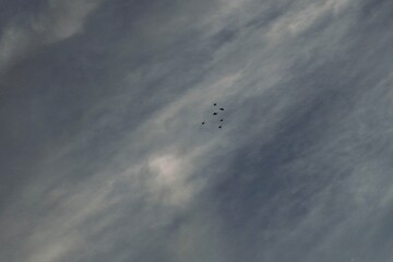 Birds Against Cloudy Skies