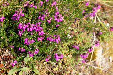 Obraz premium Heather flowers