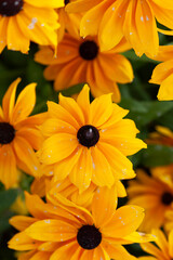 Blooming Yellow Petaled Flowers
