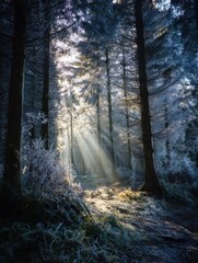 Obraz premium morning in the forest