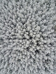 View from drone of snowy forest with trees covered in snow so they look like snowflakes