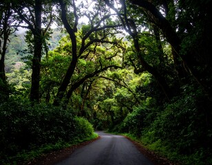 Obraz premium Lush forest road