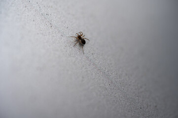 Tiny spider navigating a textured, metallic surface - captured in a minimalist macro composition that highlights its delicate form against a stark gradient background.